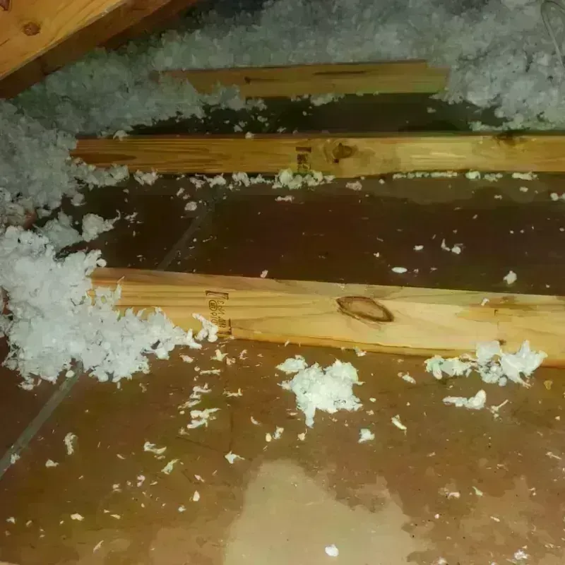 Attic Water Damage in North Alamo, TX