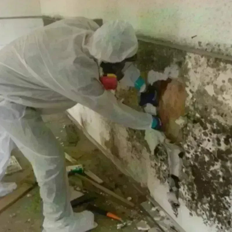 Mold Remediation and Removal in North Alamo, TX